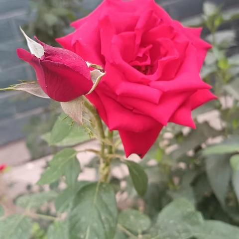 🌙🌹月季繁盛美艳艳，可人夏令❤️怡然！——🌺🌺魅力五中🌺🌺