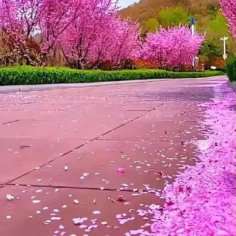 秋韵拾趣，共绘成长 ——二一秋季树贴画主题实践活动