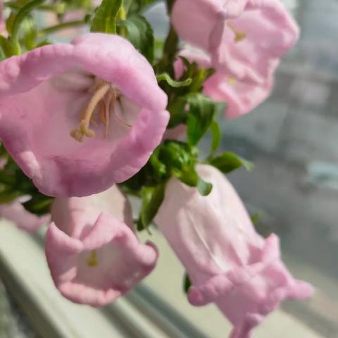 自然之美：静赏花的诗意与宁静
