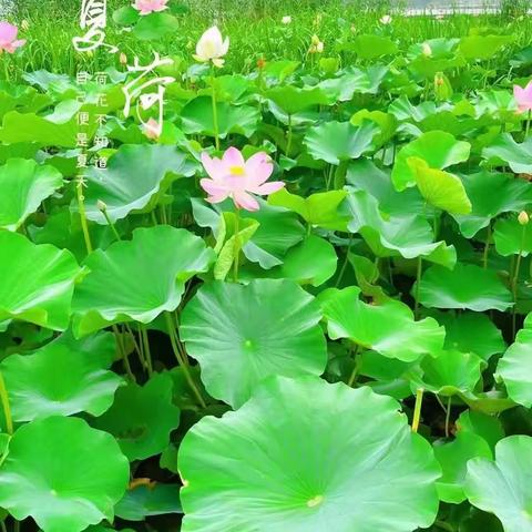 这炎热的夏，唯有一池荷花可解