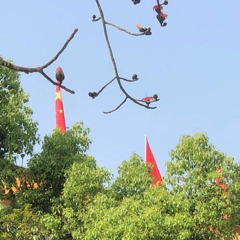 下足植绿“绣花功”，以“绿”破题促发展