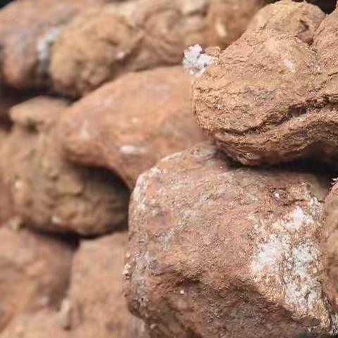 【园本课程】萌娃识草药之茯苓——牛家营子中心幼儿园中三班