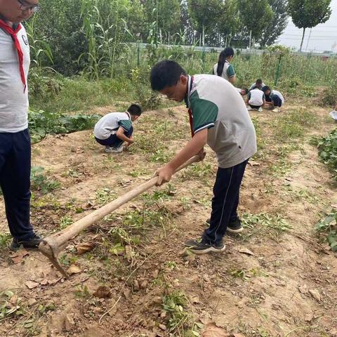 浓浓乡土味 粒粒花生情——六年级一班采摘花生劳动教育实践活动