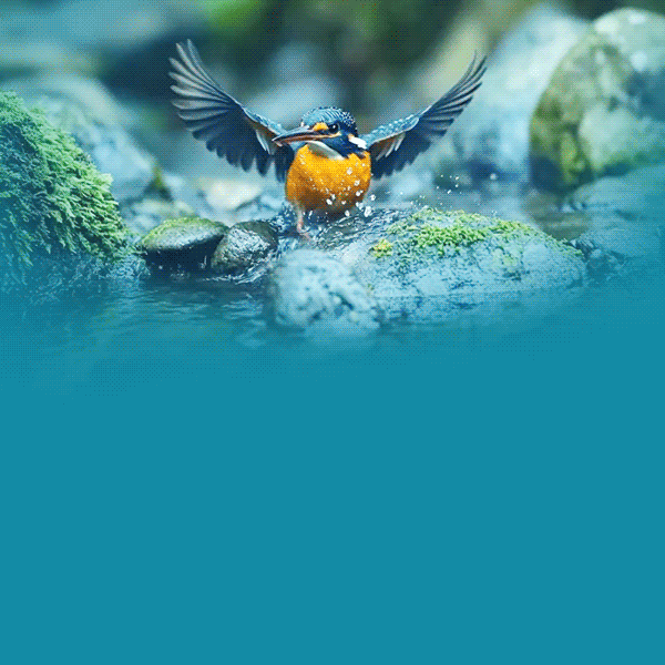 守护羽灵彰大爱 珍惜兽类显真情——崇皇军庄小学开展珍爱野生动物 爱鸟护鸟系列活动