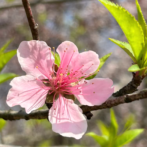 娄底八中，五一班探寻春天之旅