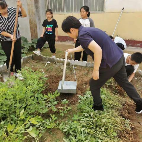 劳动美    丰收乐                                   ——白堡学校劳动实践