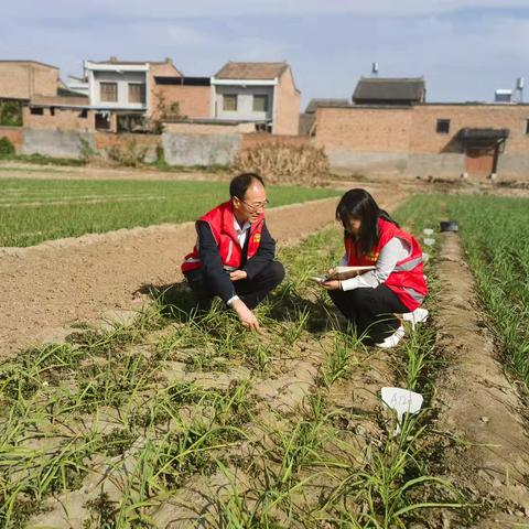 大蒜幼苗期管理技术要点