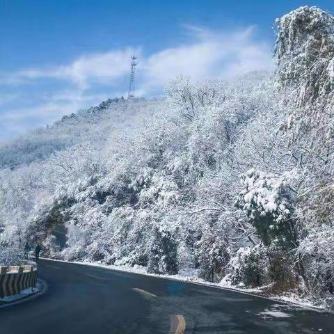 探秘网红打卡地“中华雪松、神奇圣诞树”