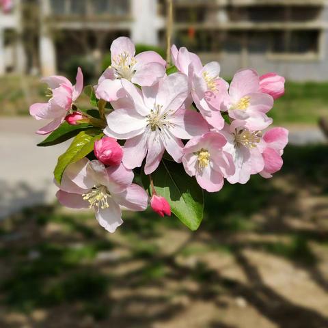 最美人间四“阅”天              春风漫卷书香来                                          ——丰县人民路小学文博校区教师读书交流活动