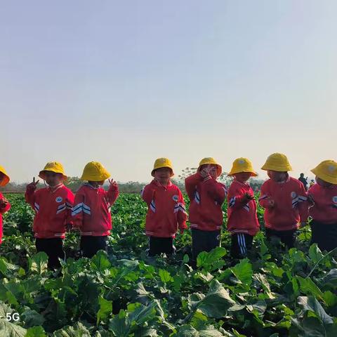 新星幼儿园芽芽二班11月份精彩生活回顾