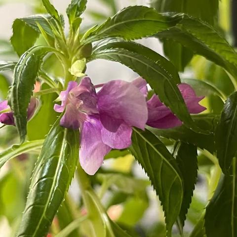 种植凤仙花观察日记