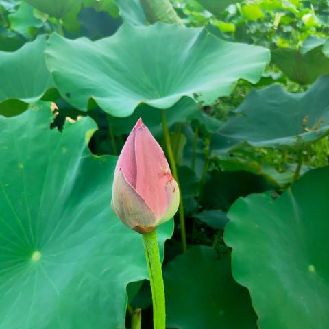 骊歌声起 繁花盛开