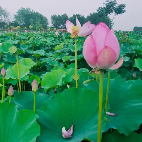 小荷初绽放 翰墨亦芬芳