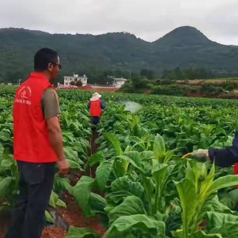 烤烟田间管护忙 烟农增收有希望