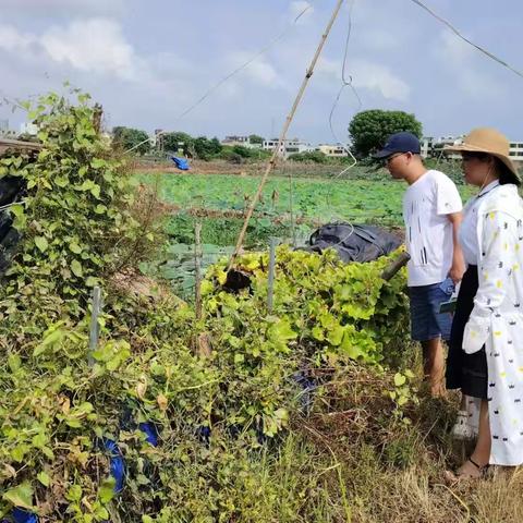 东平村开展2024年第三季度非法种植制毒原植物踏查专项行动工作