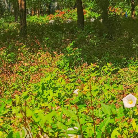 夏天青涩的果实