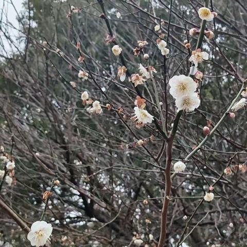 阳春三月学雷锋，种植护绿我先行——南京市江宁区铜井幼儿园植树节活动