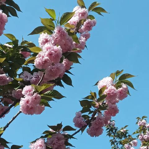 又是一年樱花开