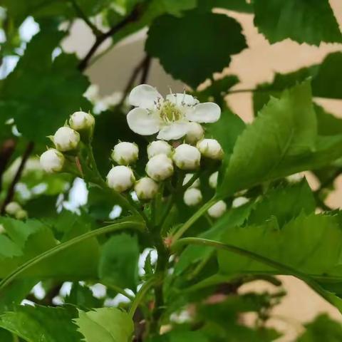 山楂花开了