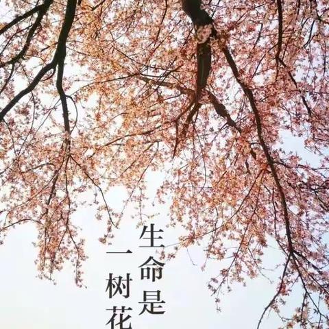 生命，是一树花开——小香外201班期末叙事