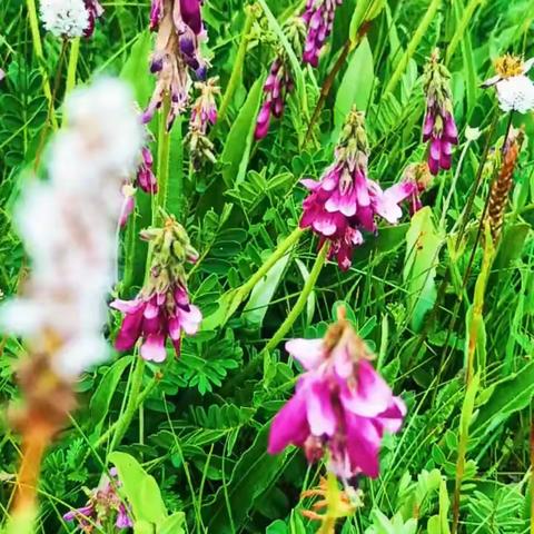 བརྗེད་དཀའ་བའི་འདས་དོན།