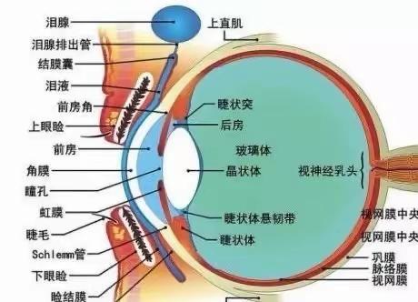 预防近视 守护“瞳”真——浦西新城幼儿园近视防控宣传