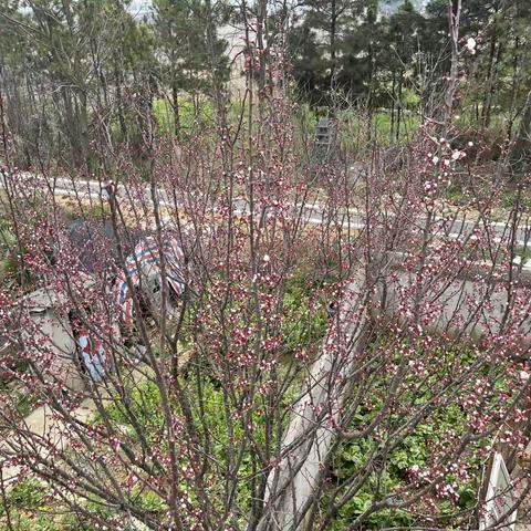 红杏枝头春意闹一柴门小院