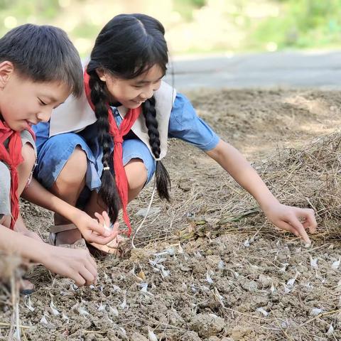 “双减”润劳育    实践我能行——漕源小学劳动精彩瞬间