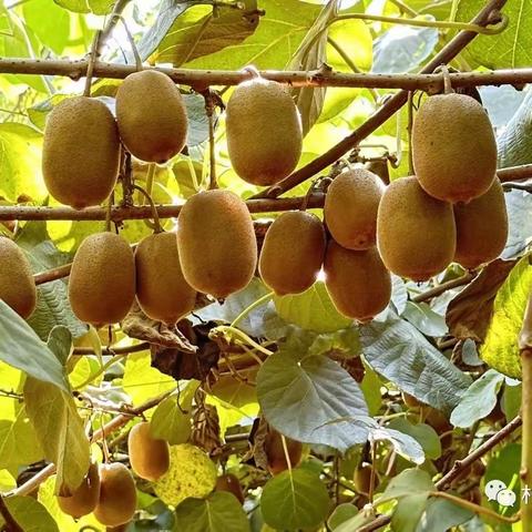 朴甜生活田园猕猴桃采摘季 共享秋收大Party ～