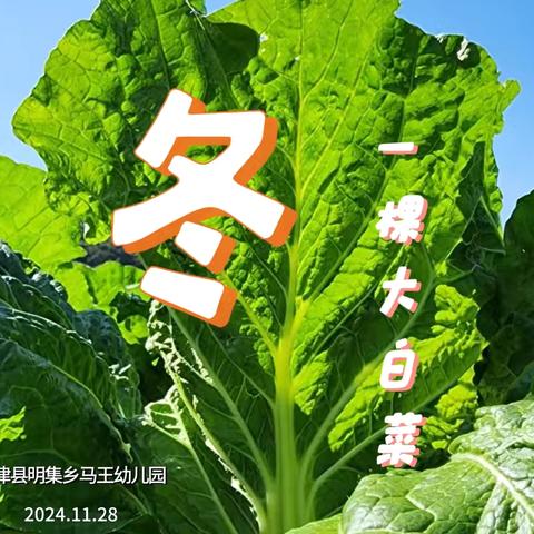 【爱的智慧】冬 · 一棵大白菜——利津县明集乡马王幼儿园冬收白菜纪实