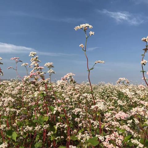 荞麦恋人海（蓝田荞麦花海➕玉山美食）
