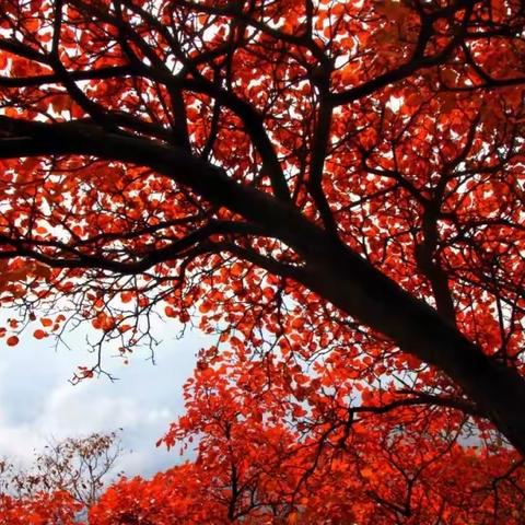 圭峰山赏红叶摄影休闲一日游