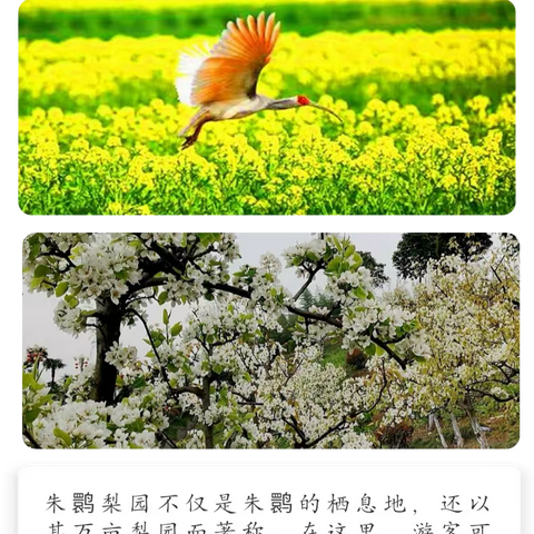 恋上油菜花