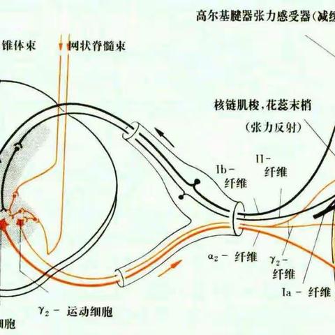 家属如何发现孩子肌张力异常？