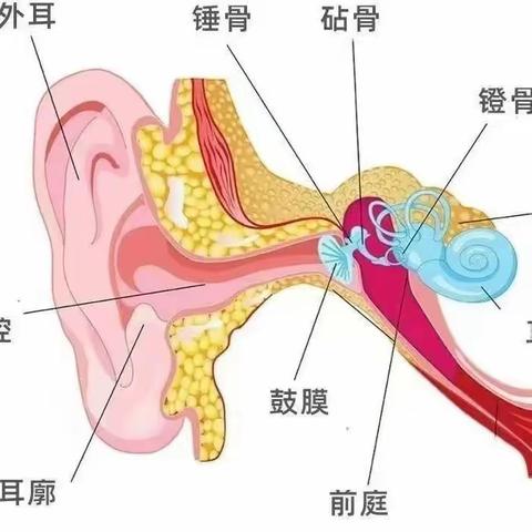 爱耳护耳 聆听美好