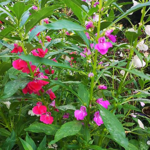 小花园里的花