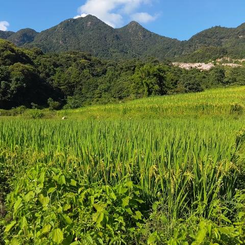 认领一亩田，秋天遇丰收