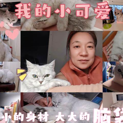 银坤——一只快乐的🐱