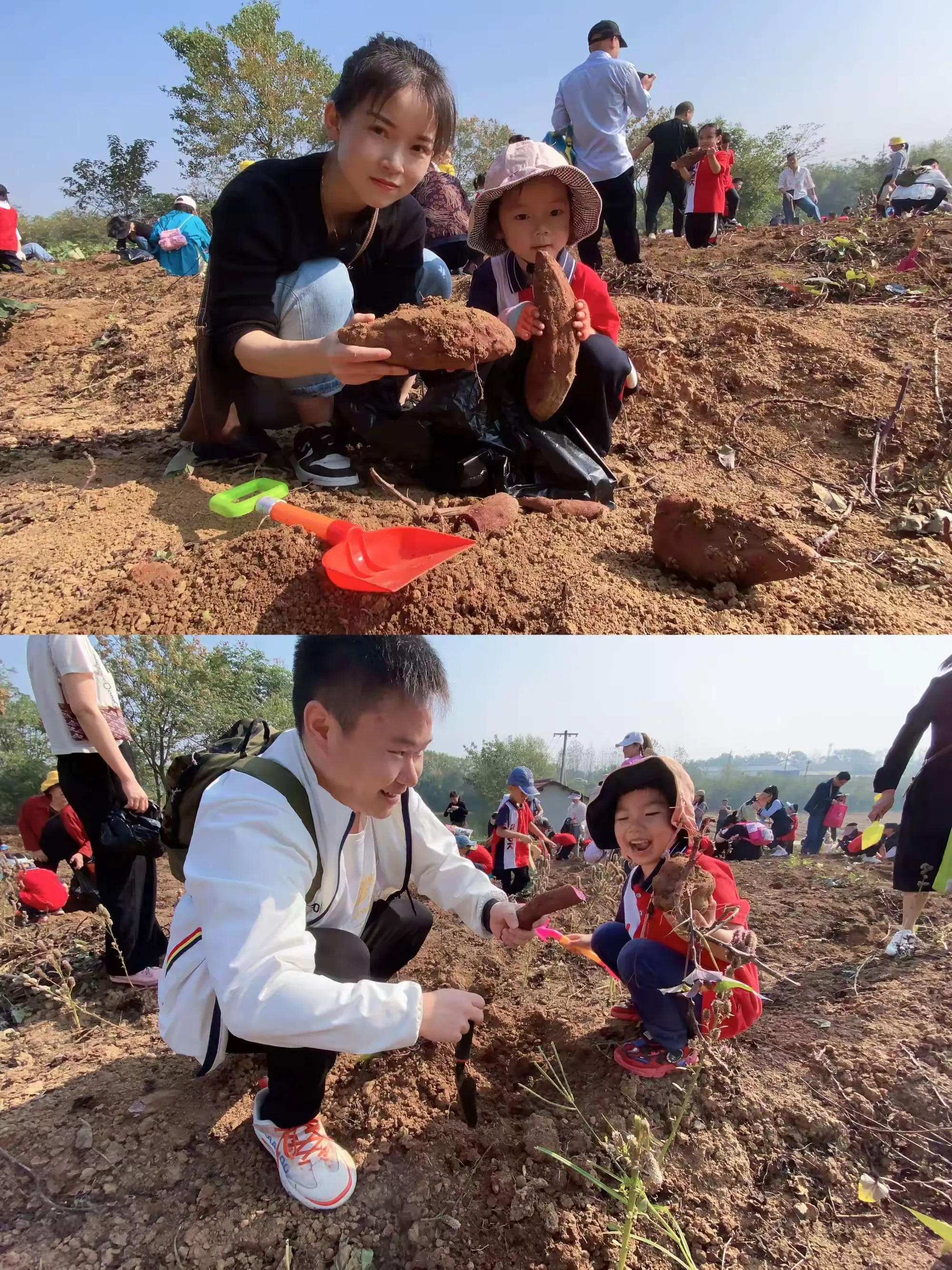 简篇-喜庆丰收 “薯”你最甜——竹园幼儿园大班幼儿挖红薯实践活动