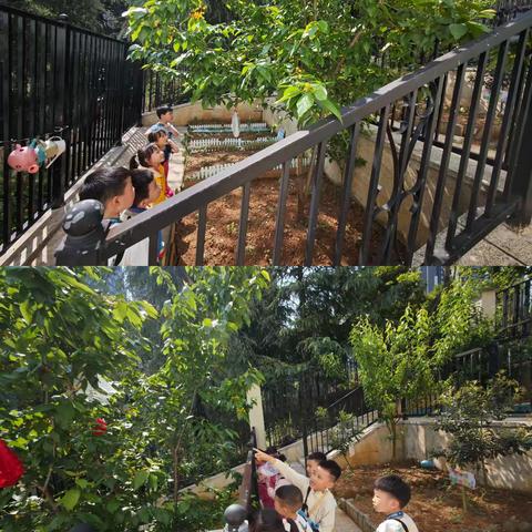 樱桃树下的奇思妙想与温暖传递