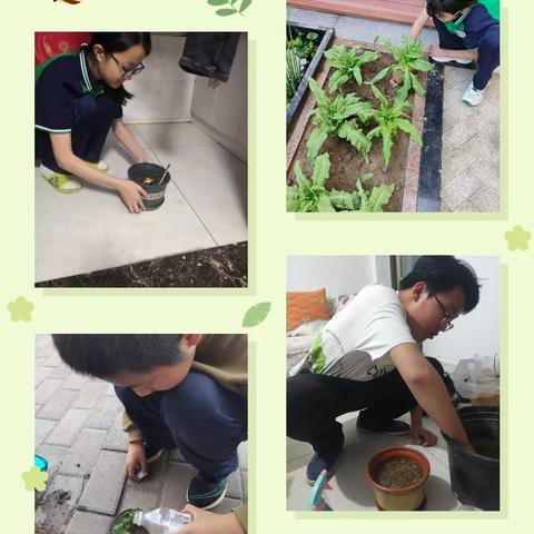 绿意葱茏 向阳生长 —寿光市文圣学校6.16种植活动