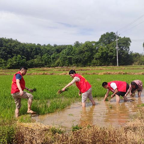 中耕正当时，驻路西村工作队助力学生栽水稻研学活动