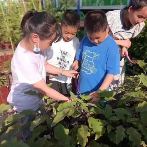 【民富·综劳】“植”此芬芳  “蔬”香正浓。——民富园小学三年级组种植体验活动记录