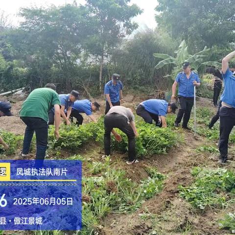 凤城镇联合执法清理岸边违规种菜，守护河道生态环境