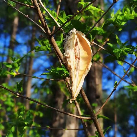 清原县大那路村