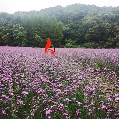 清原县大北岔花的世界