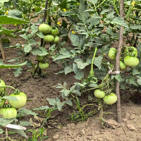 田园风光里的劳动之美