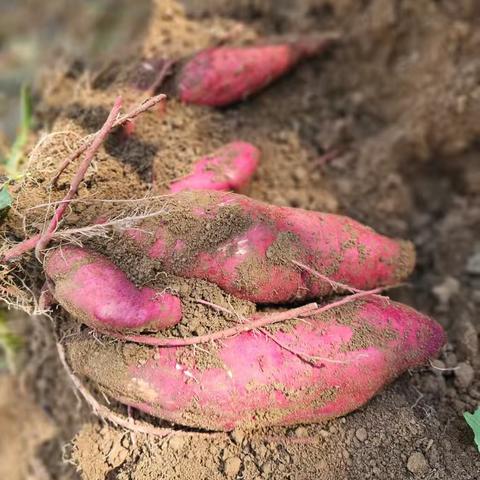 寻找“🍠薯于泥🐌”的快乐童年