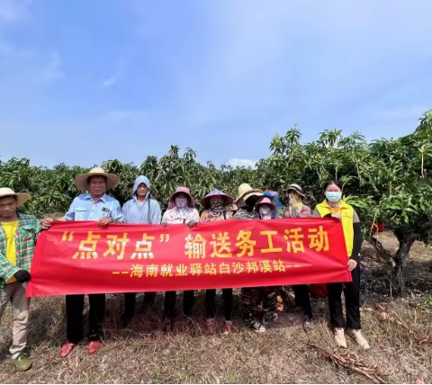 白沙邦溪站：“就业帮扶，真情相助”——芒果基地“点对点”务工输送