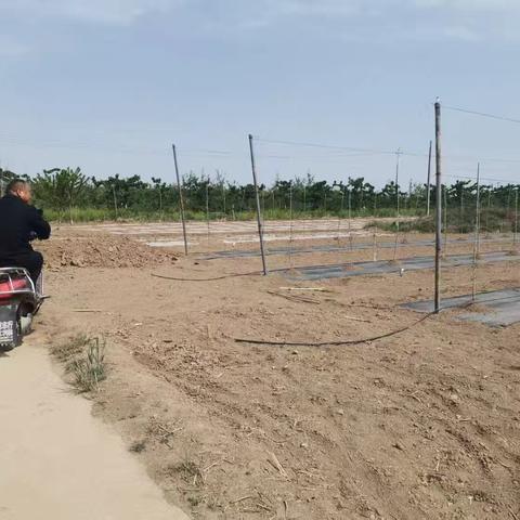 张洪镇打赢抗旱保粮攻坚战（二）—农技助力守好群众“粮袋子”